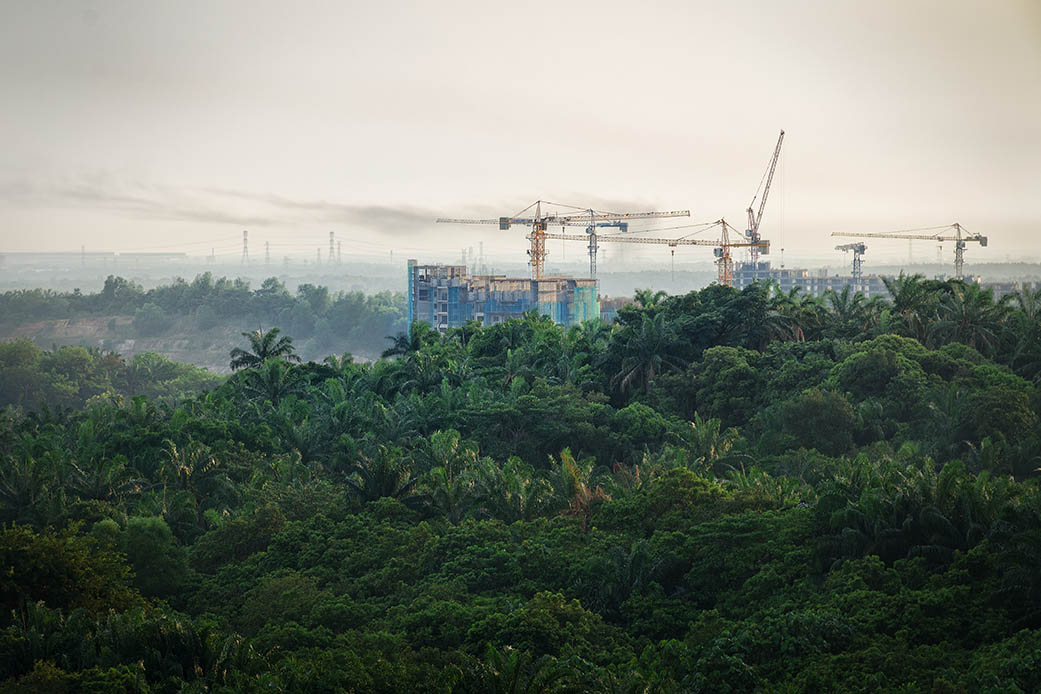 tropical forest destruction construction